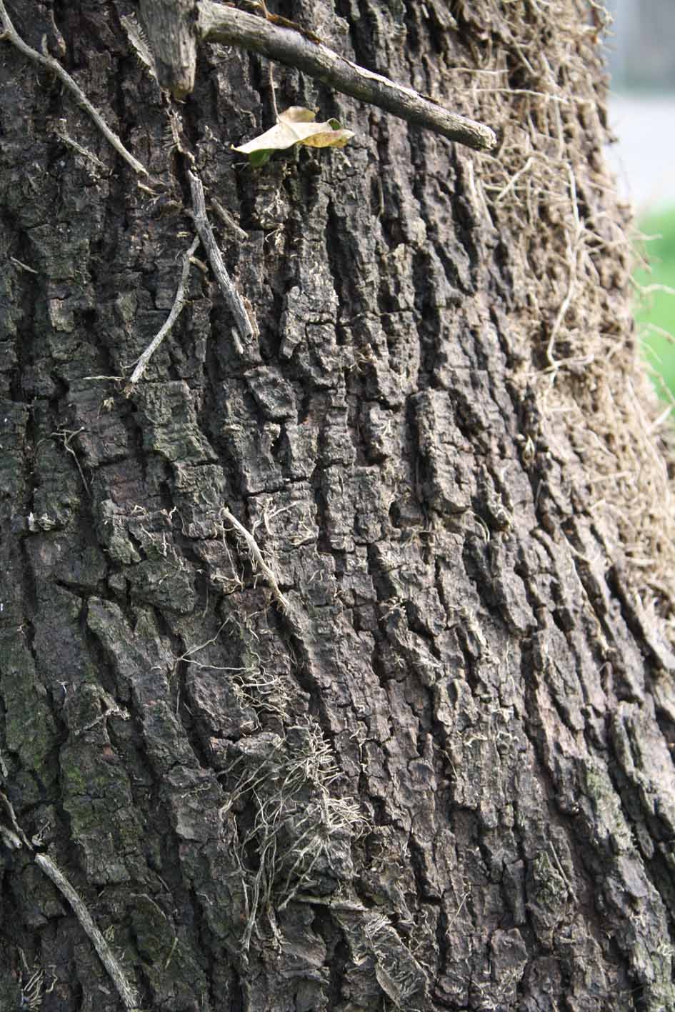 Quercia da identificare!